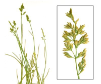 ������ ������