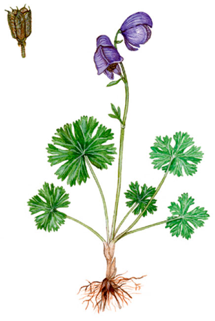 ����� ����������