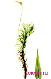 �������� �������