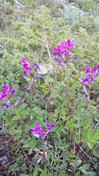 ��������� ����������������