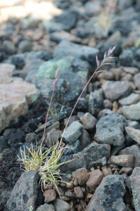 �������� �������