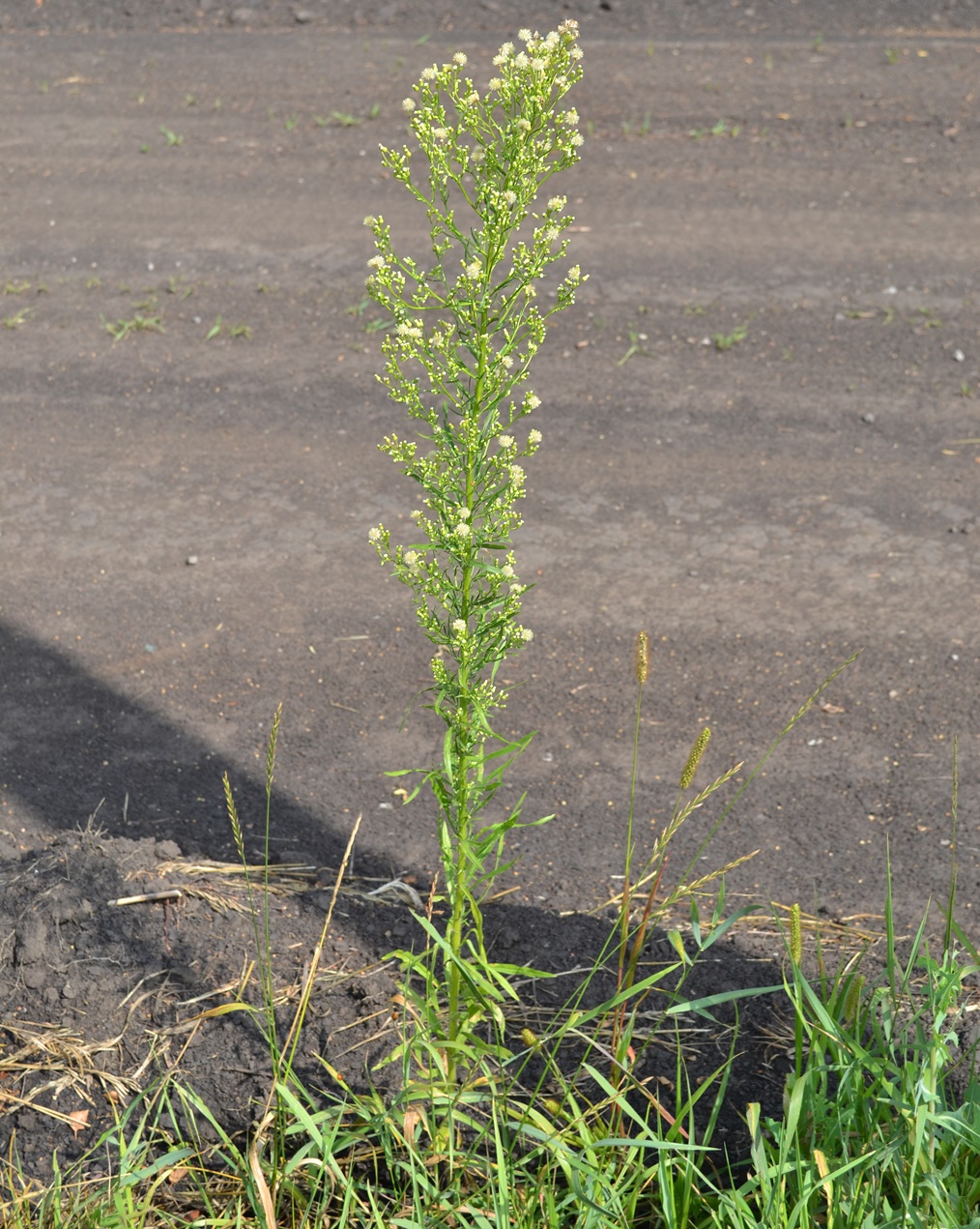 �������������� ���������