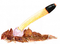 ������� �������