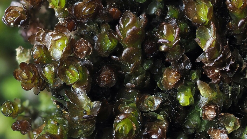 ���������� ��������