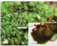 ����������� ����������