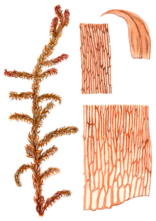 ������������ �����������