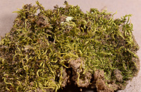 ��������������� ��������