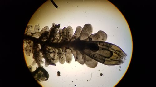 ����������� ���������