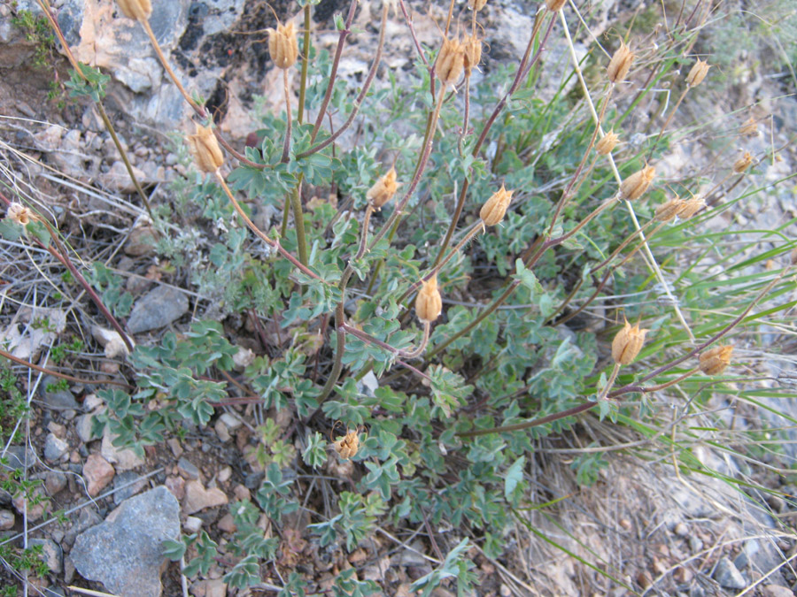 �������� ���������