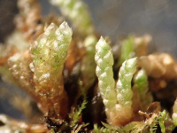 �������� ���������