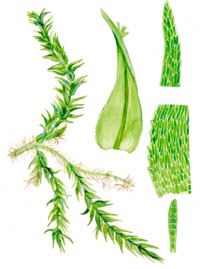 �������� ����������