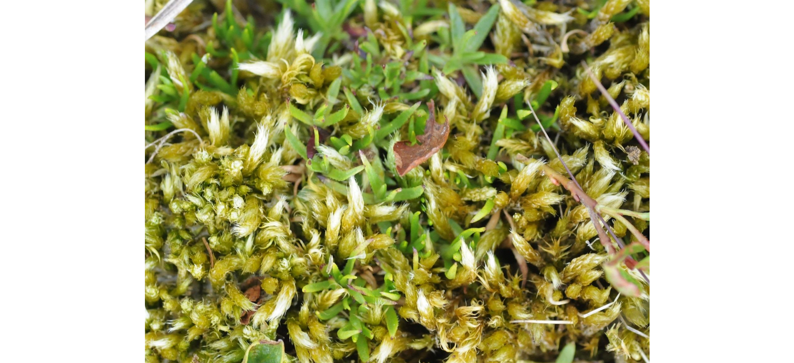 ����������� �������