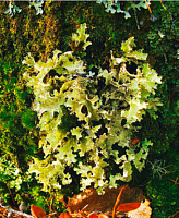 ����������� �������