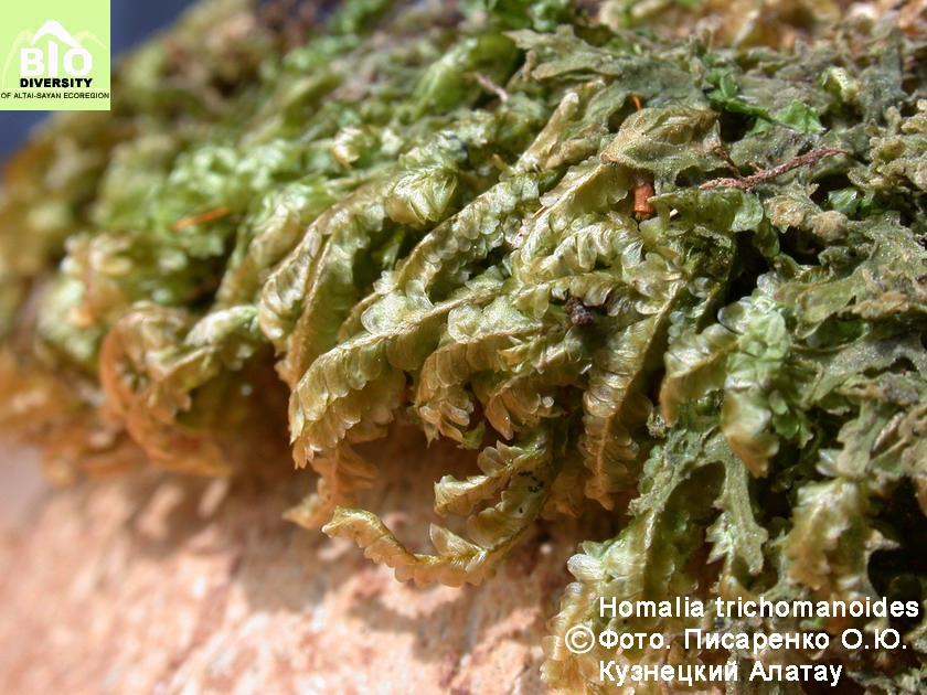 ������� ���������������