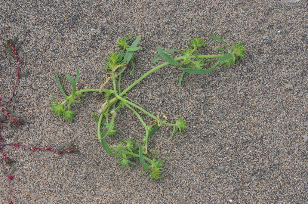 ��������� �������������