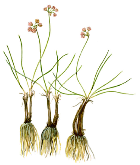 ��� ������������