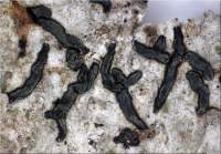 Alyxoria varia 