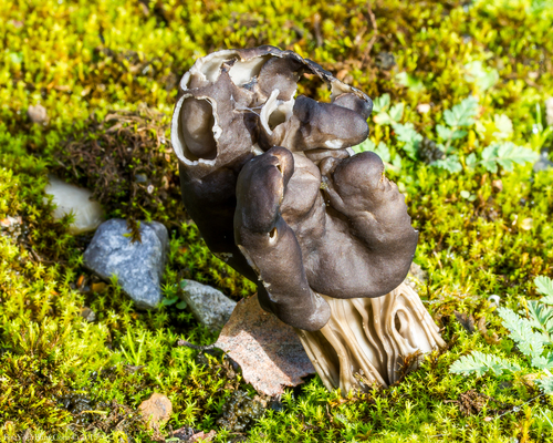 Helvella lacunosa 