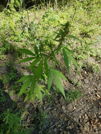 ������� ��������