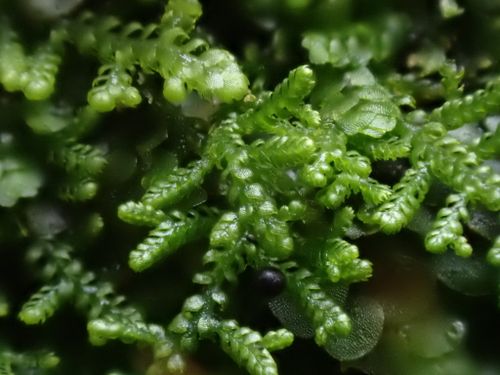 ��������� ��������