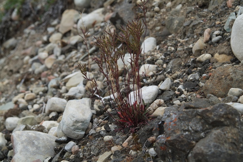 ����� ����������