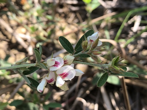 ��������� ��������