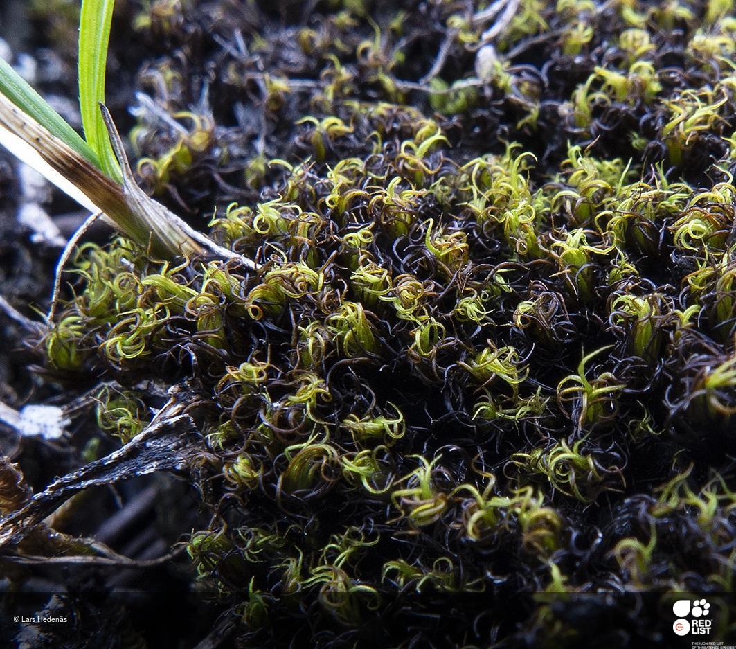 ����������� �������