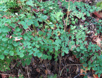 ����������� �������