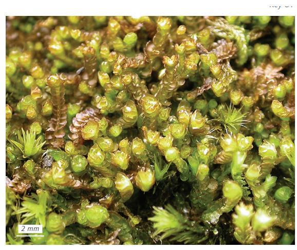 ������� ���������