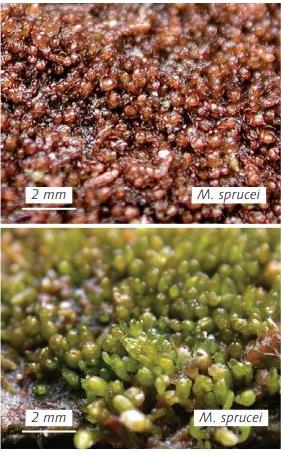 ���������� ������