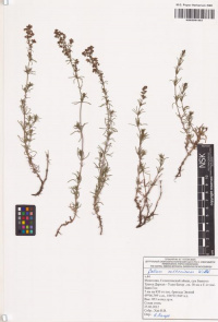 ����������� �������