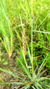 �������� ����