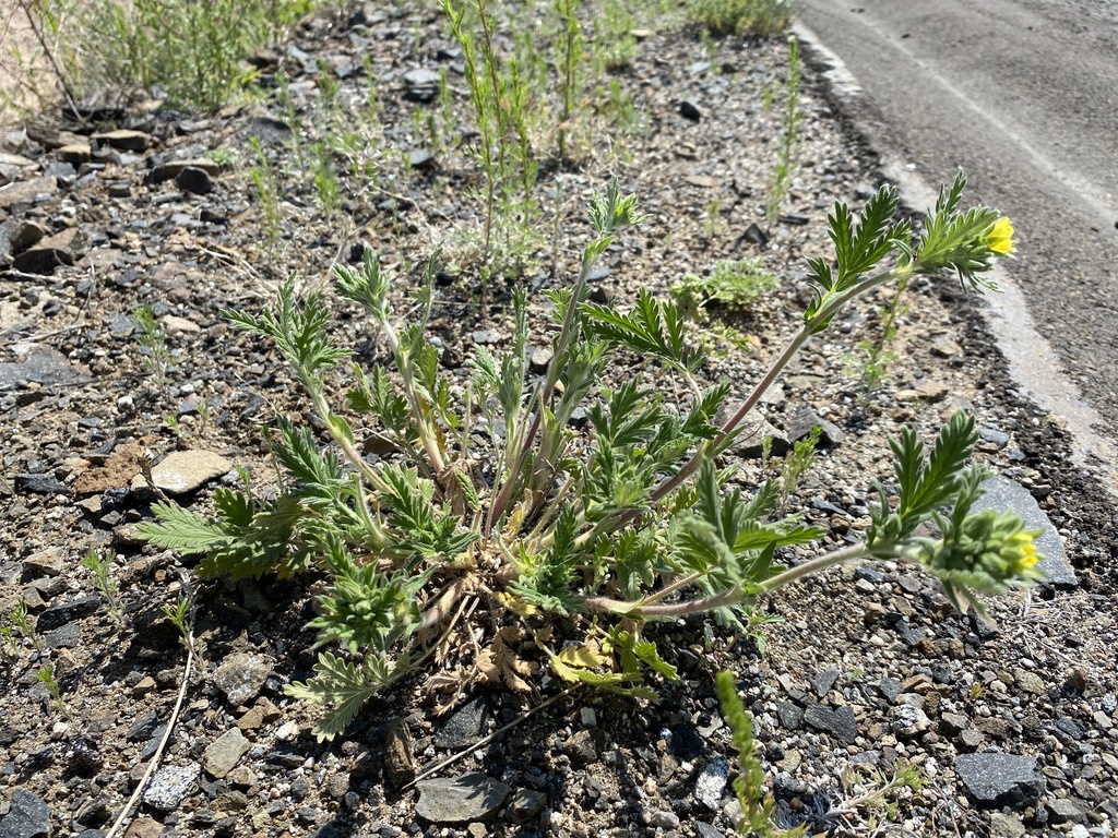 �������� ��������������