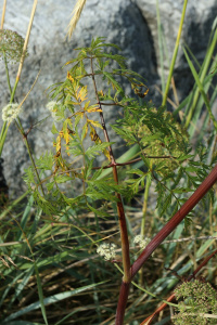 ��������� ���������