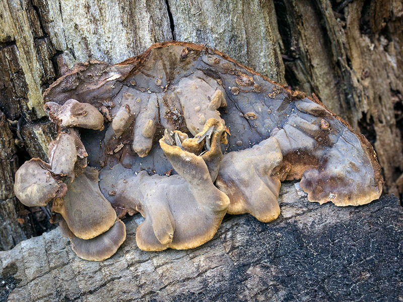 ���������� ��������