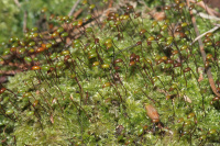 ��������������� �����������