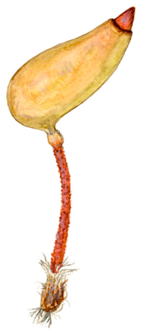 ���������� ��������