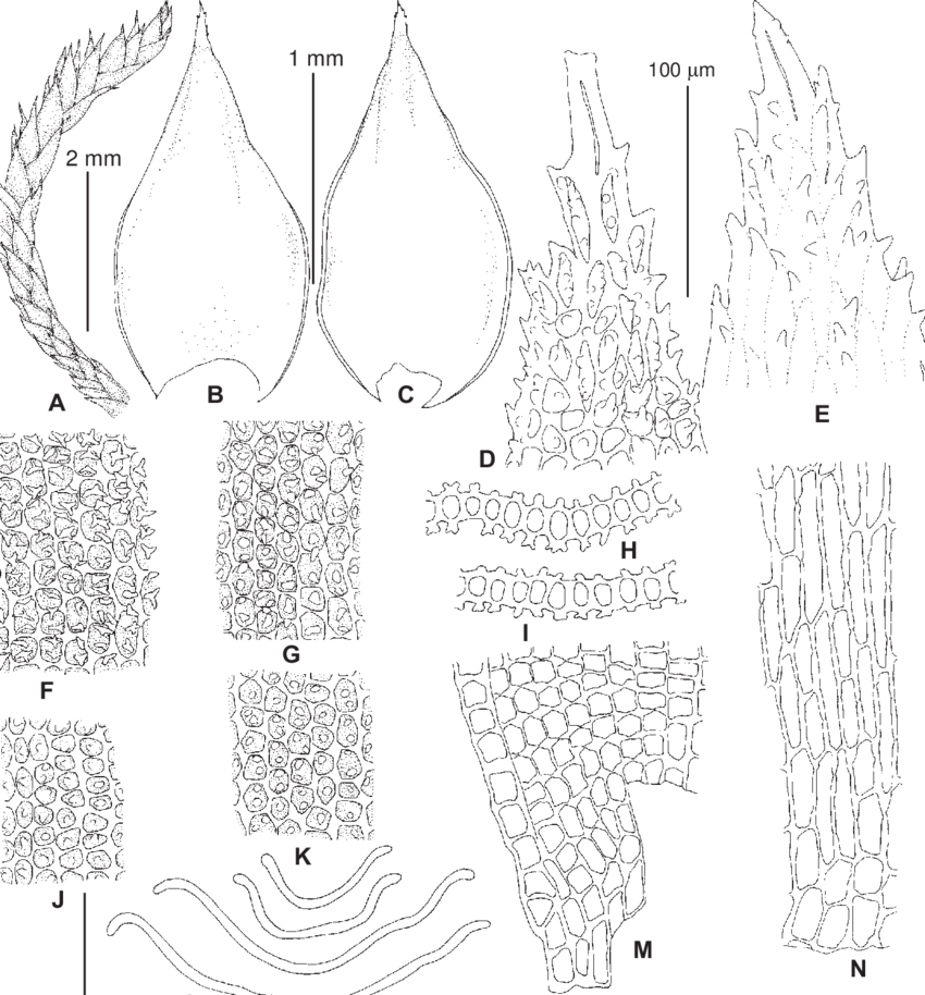 �������� ��������� 