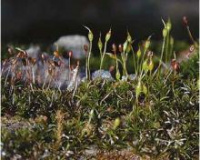 ����������� ����-�������