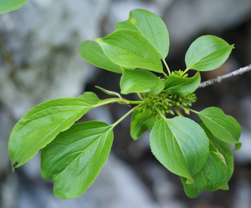 ������� �������� [������ ��������]