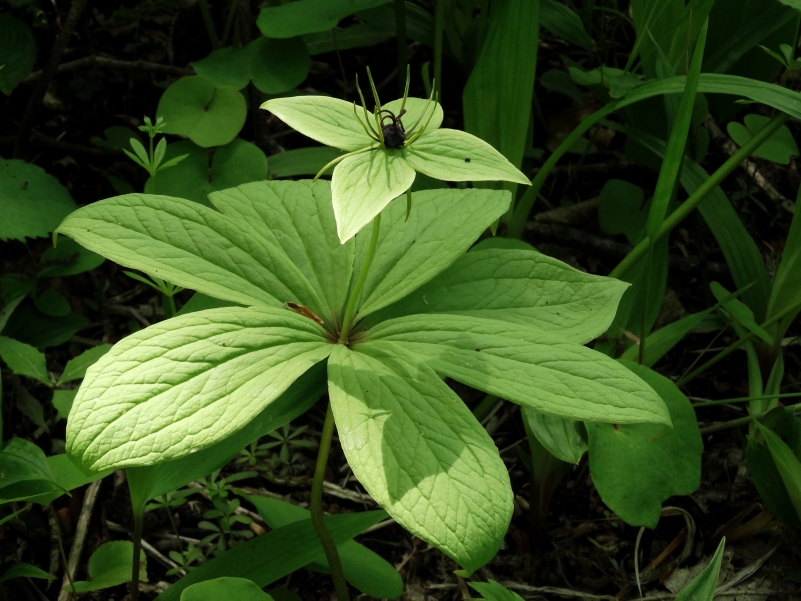 ������� ���� ����������