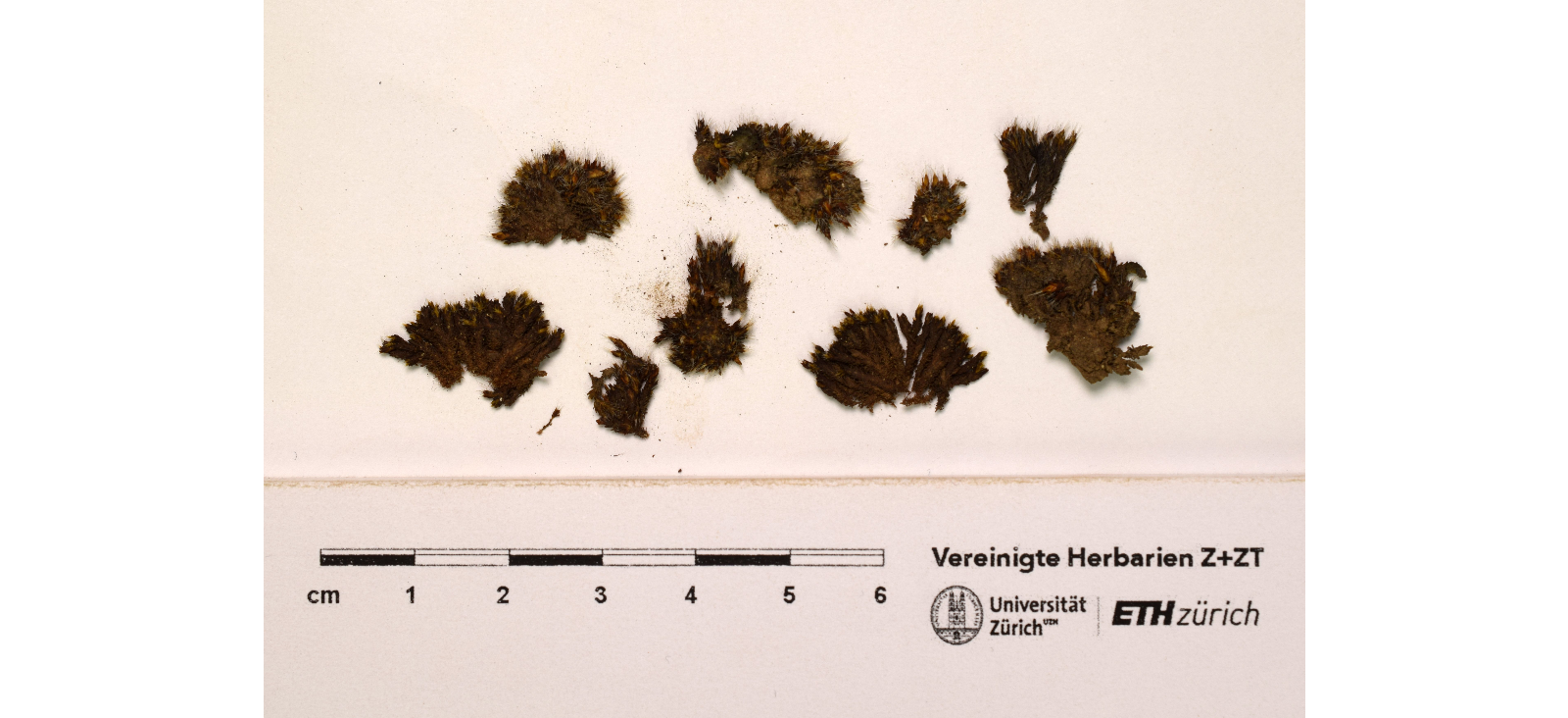 ������� ��������������