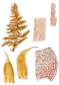 �������� �������