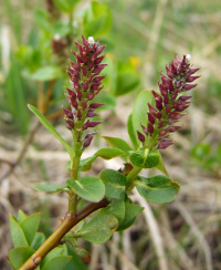 ��� ��������