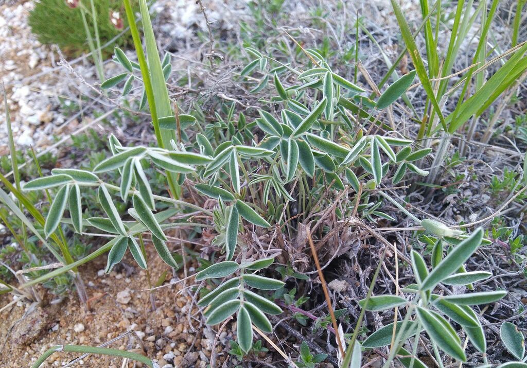 ��������� ����������