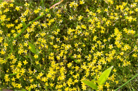 ����� ����������