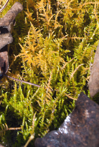 ����������� �����������������