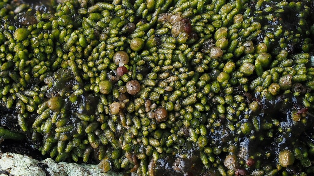 ������������ ��������