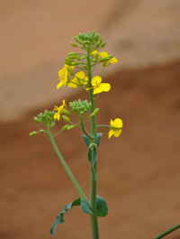 ������� ������