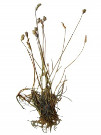 ������ �����